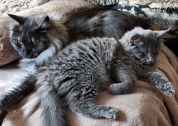 Warum zwei Katzen oft glücklicher sind als eine