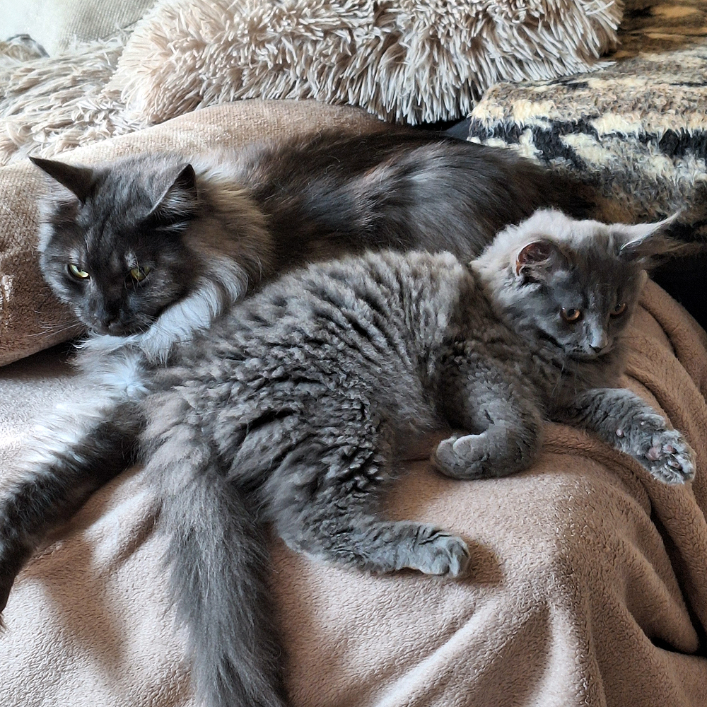 Warum zwei Katzen oft glücklicher sind als eine