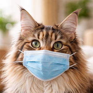 Maine coon mit Mundschutz