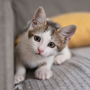 Der neue Mitbewohner