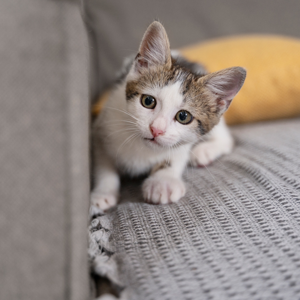 Der neue Mitbewohner Der neue Mitbewohner