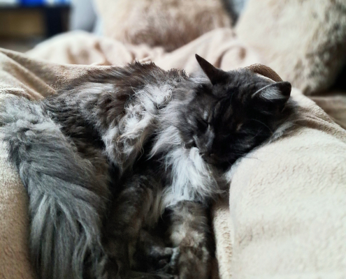 Die Welt der Katze - Sammy