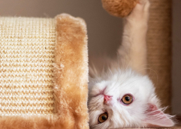 Grundausstattung für eine neue Katze – was brauche ich wirklich?