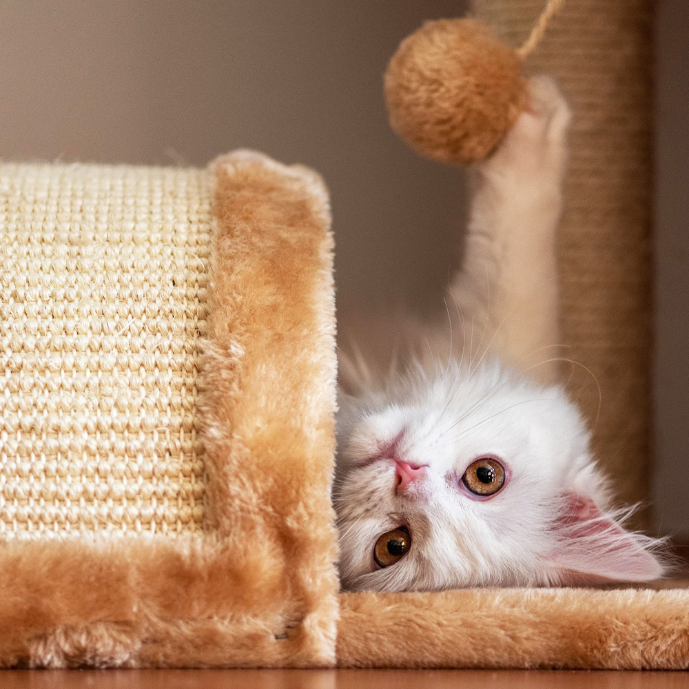 Grundausstattung für eine neue Katze – was brauche ich wirklich?