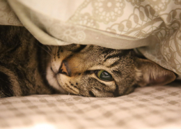 Katze unter der Decke