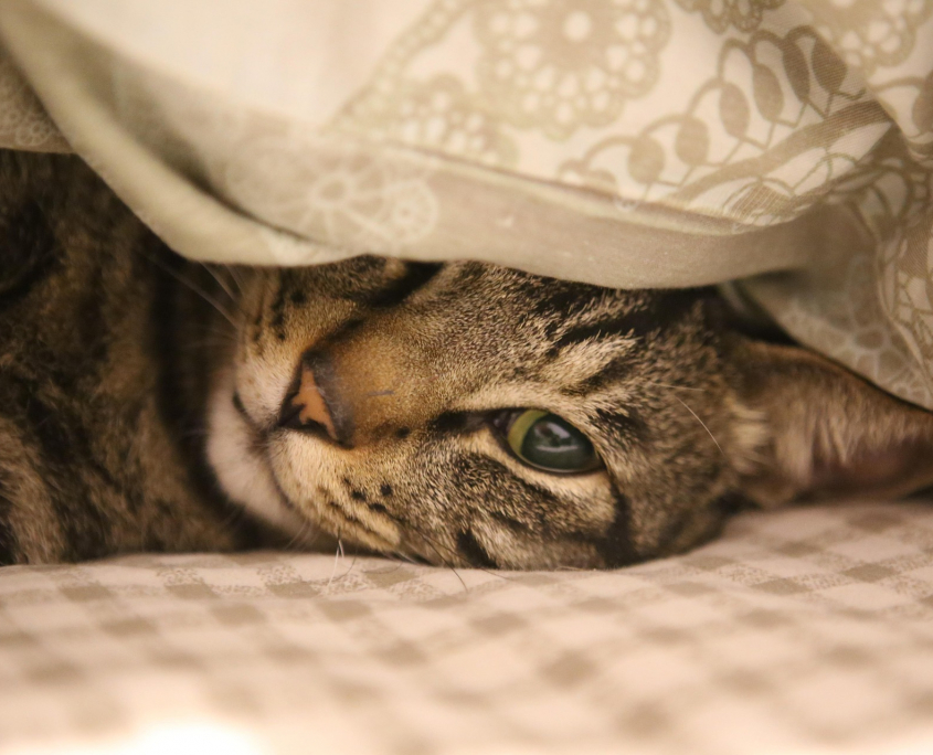 Katze unter der Decke
