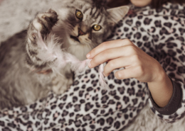 Katze & Kinder – was wirklich wichtig ist