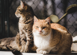 Katzen nebeneinander in Harmonie