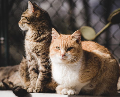 Katzen nebeneinander in Harmonie