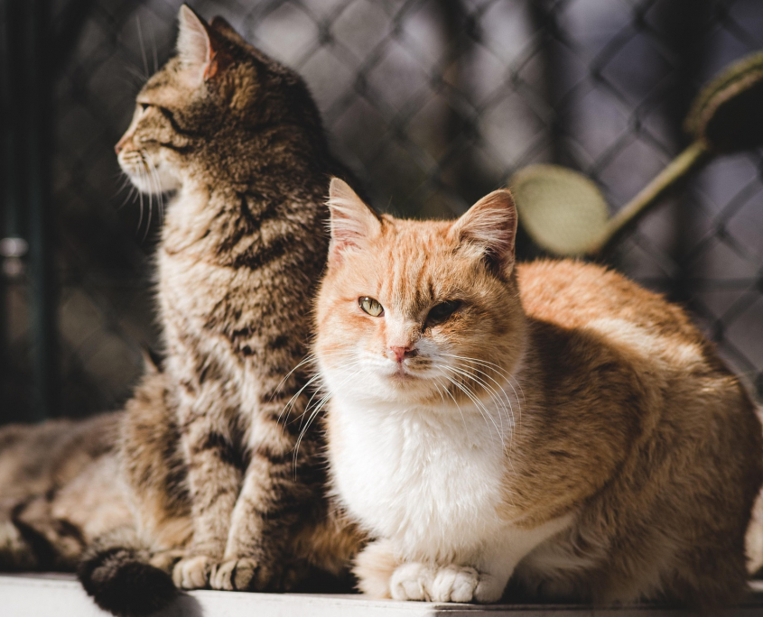 Katzen nebeneinander in Harmonie